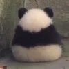 pandyu11